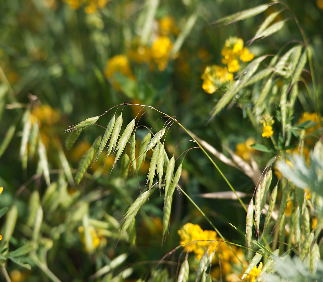 Image of Bromus squarrosus specimen.