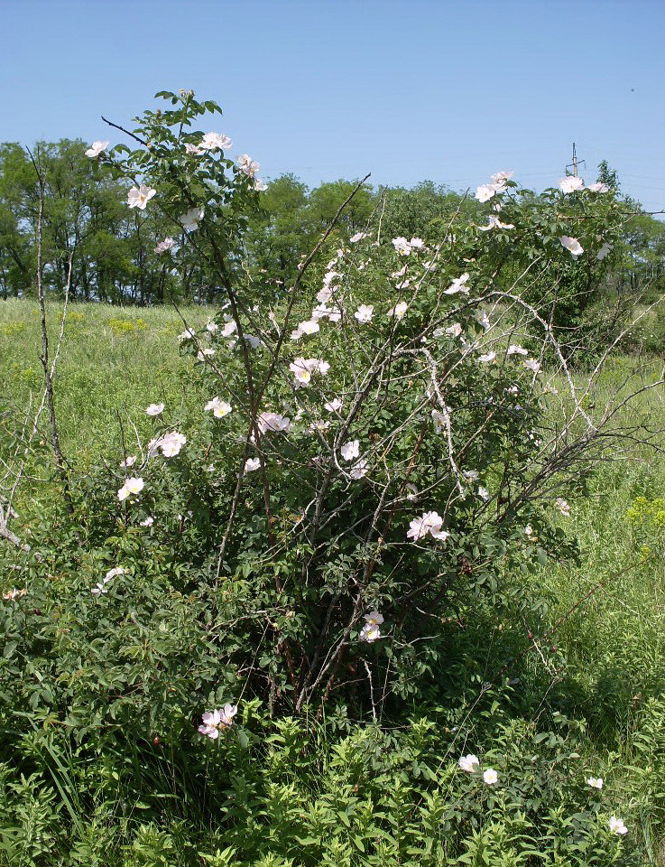 Image of Rosa balsamica specimen.