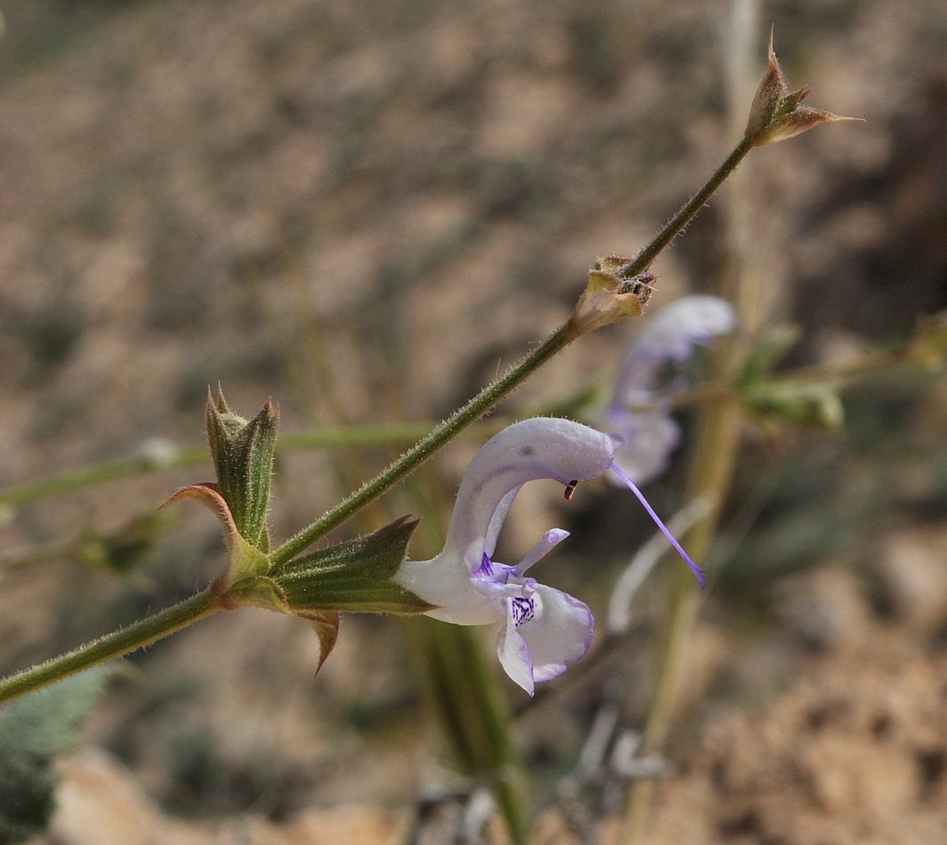 Изображение особи Salvia palaestina.