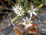 Stellaria brachypetala