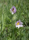 Pulsatilla multifida