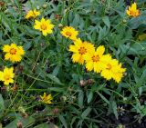 Coreopsis grandiflora