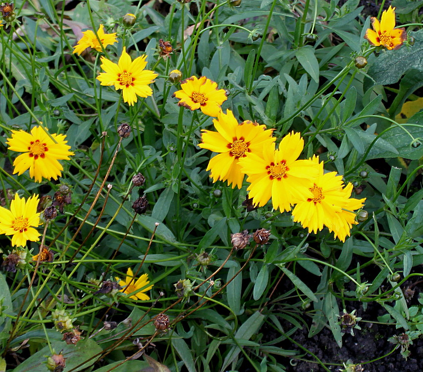 Image of Coreopsis grandiflora specimen.