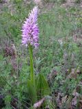 Orchis militaris ssp. stevenii