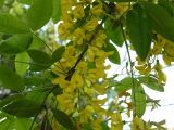 Laburnum anagyroides