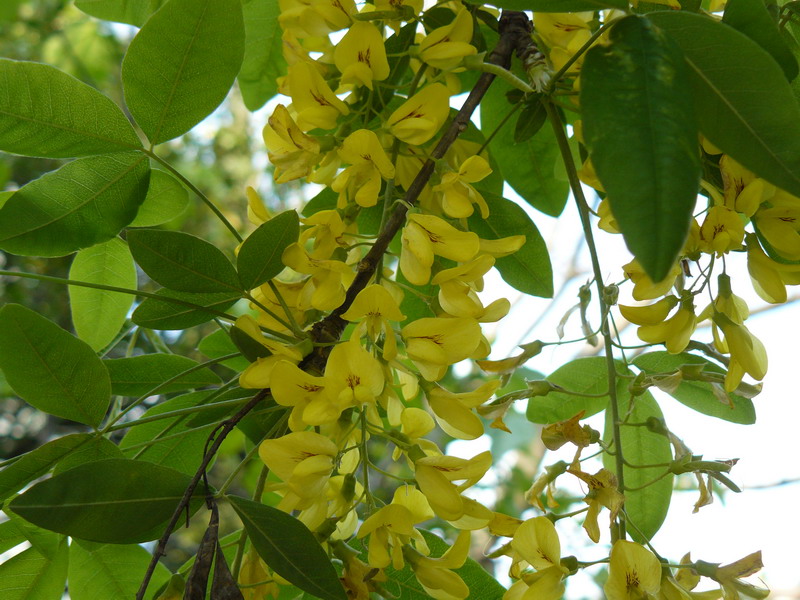 Изображение особи Laburnum anagyroides.