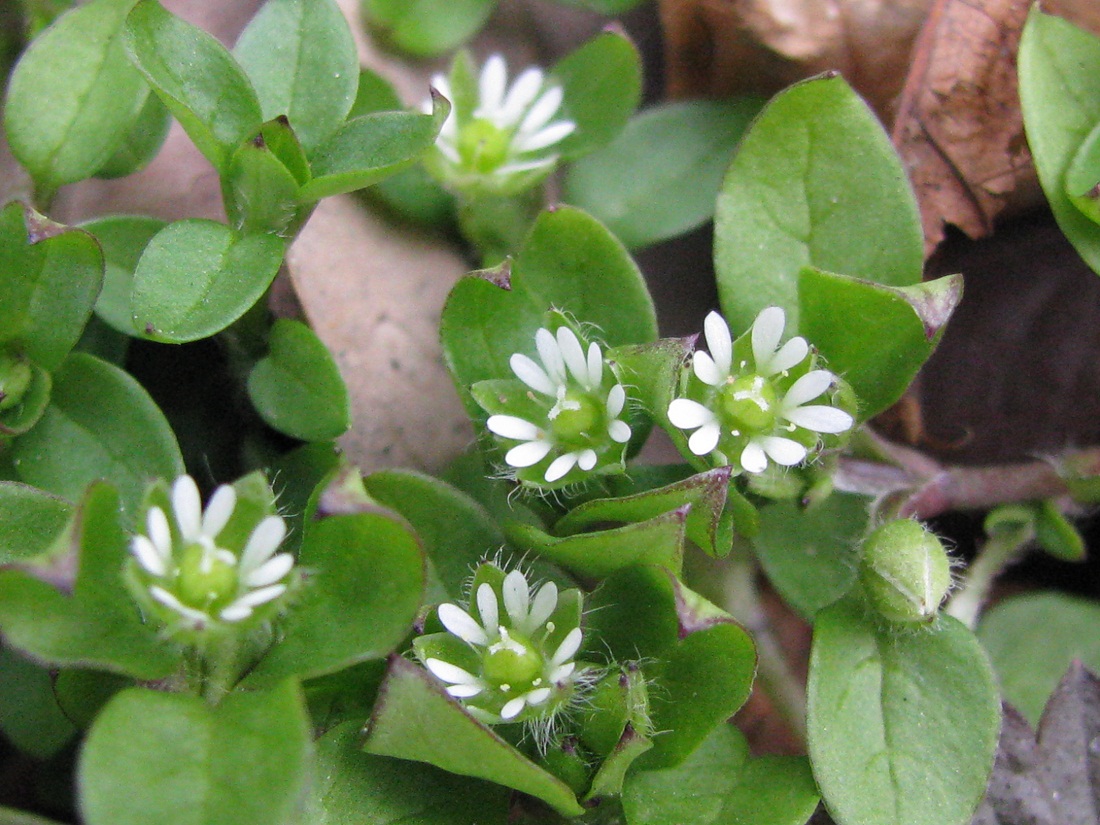 Image of Stellaria media specimen.