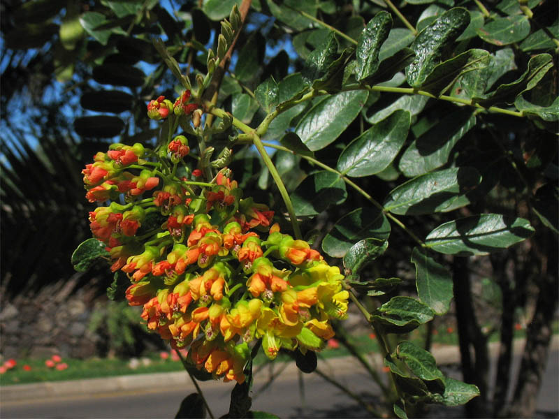 Изображение особи Caesalpinia spinosa.