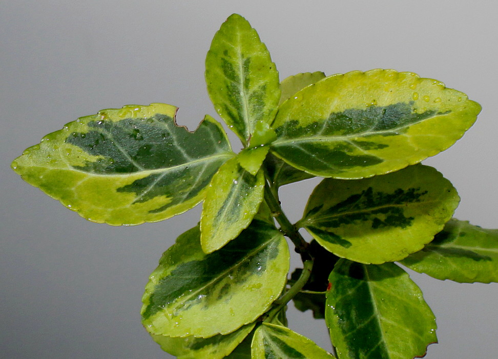 Image of Euonymus fortunei specimen.