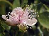 Capparis cartilaginea