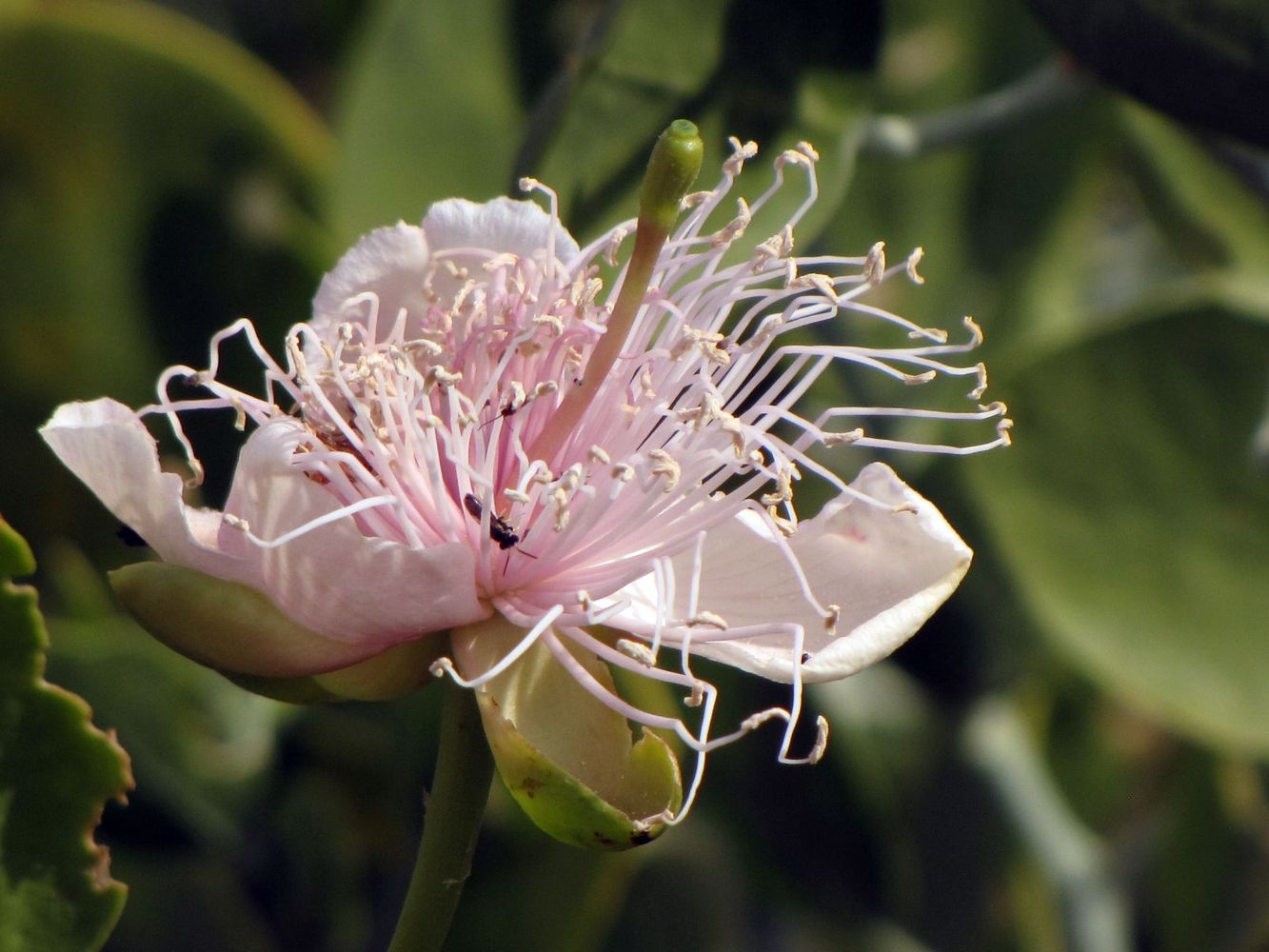 Image of Capparis cartilaginea specimen.