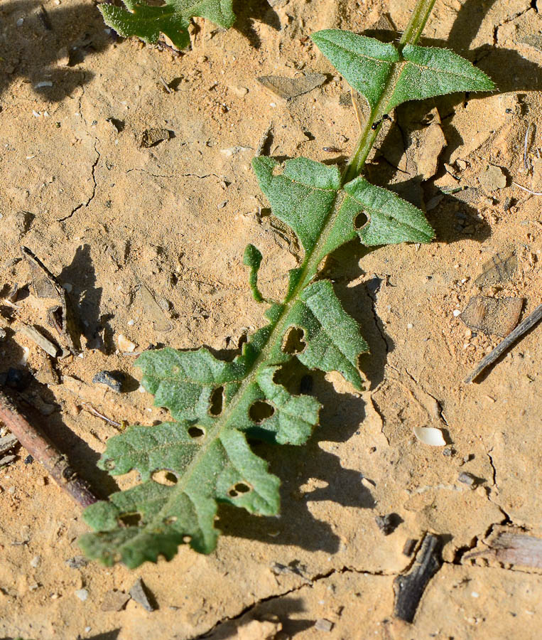 Image of Enarthrocarpus strangulatus specimen.