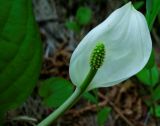 Lysichiton camtschatcensis