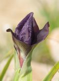 Iris haynei
