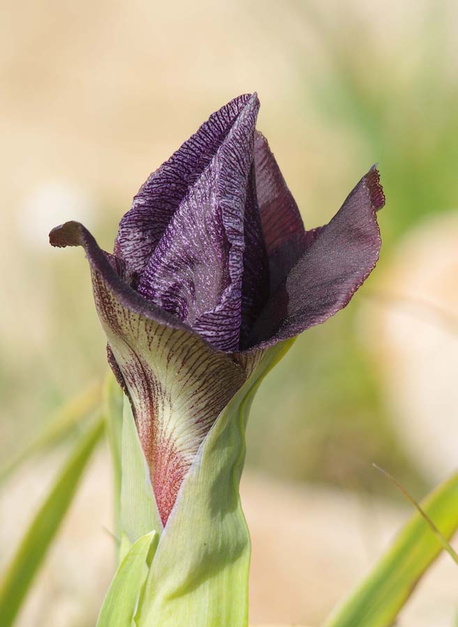 Image of Iris haynei specimen.