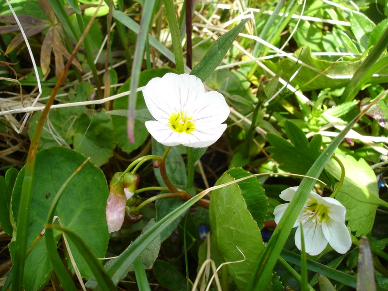 Image of Claytonia joanneana specimen.