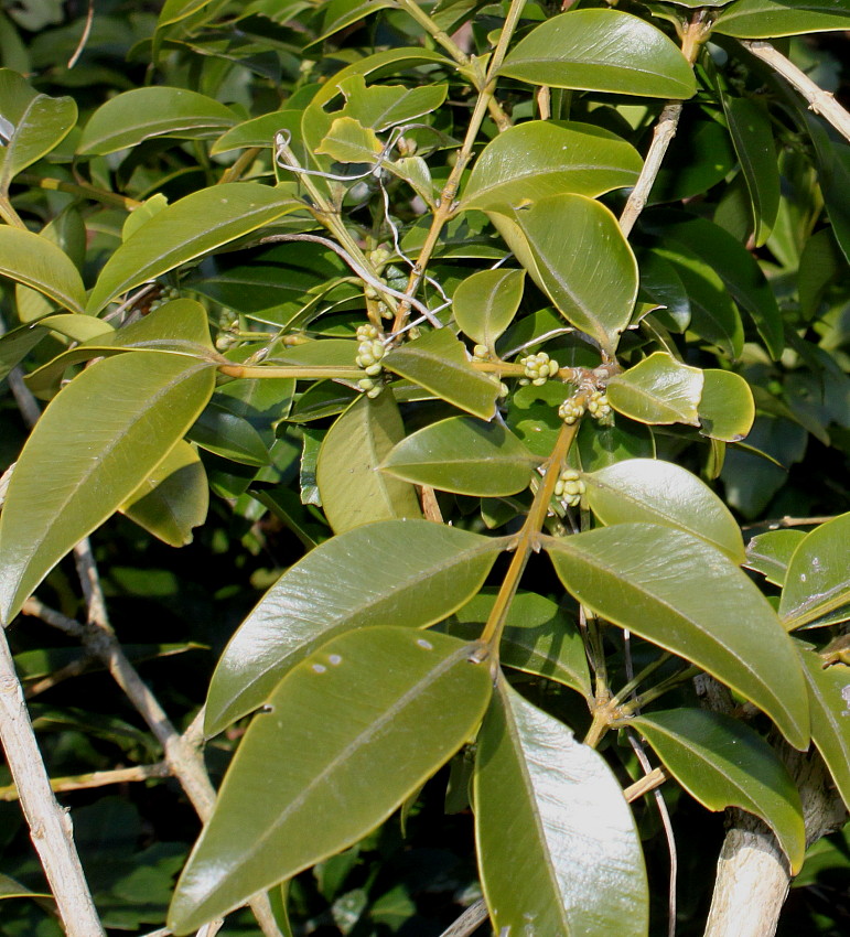 Image of Buxus henryi specimen.