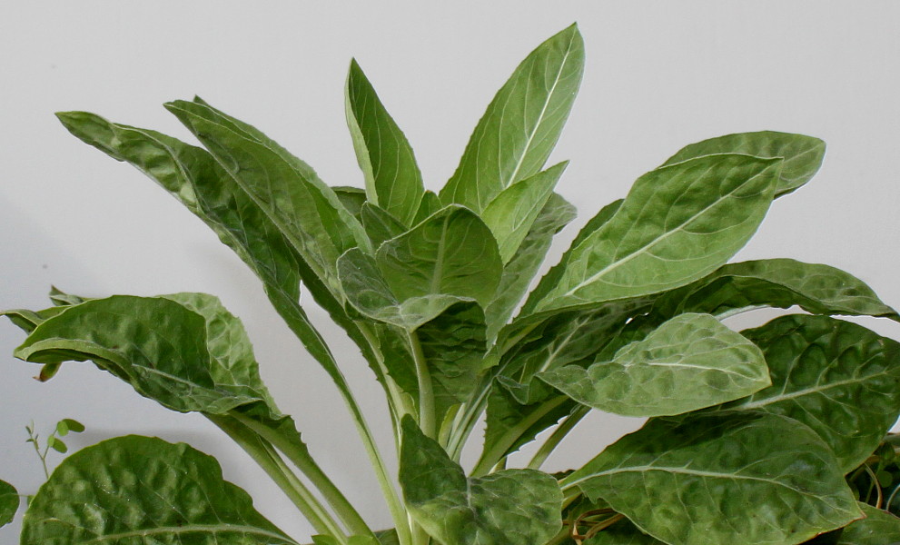 Изображение особи род Oenothera.