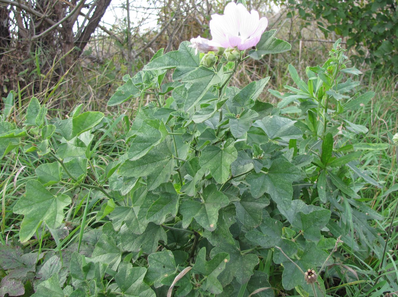 Image of Malva thuringiaca specimen.