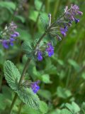 Nepeta grandiflora