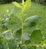 Salix latifolia