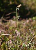 Carex vaginata. Цветущее растение в кустарничковой тундре. Окр. г. Мурманск. 02.06.2013.