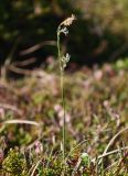 Carex vaginata