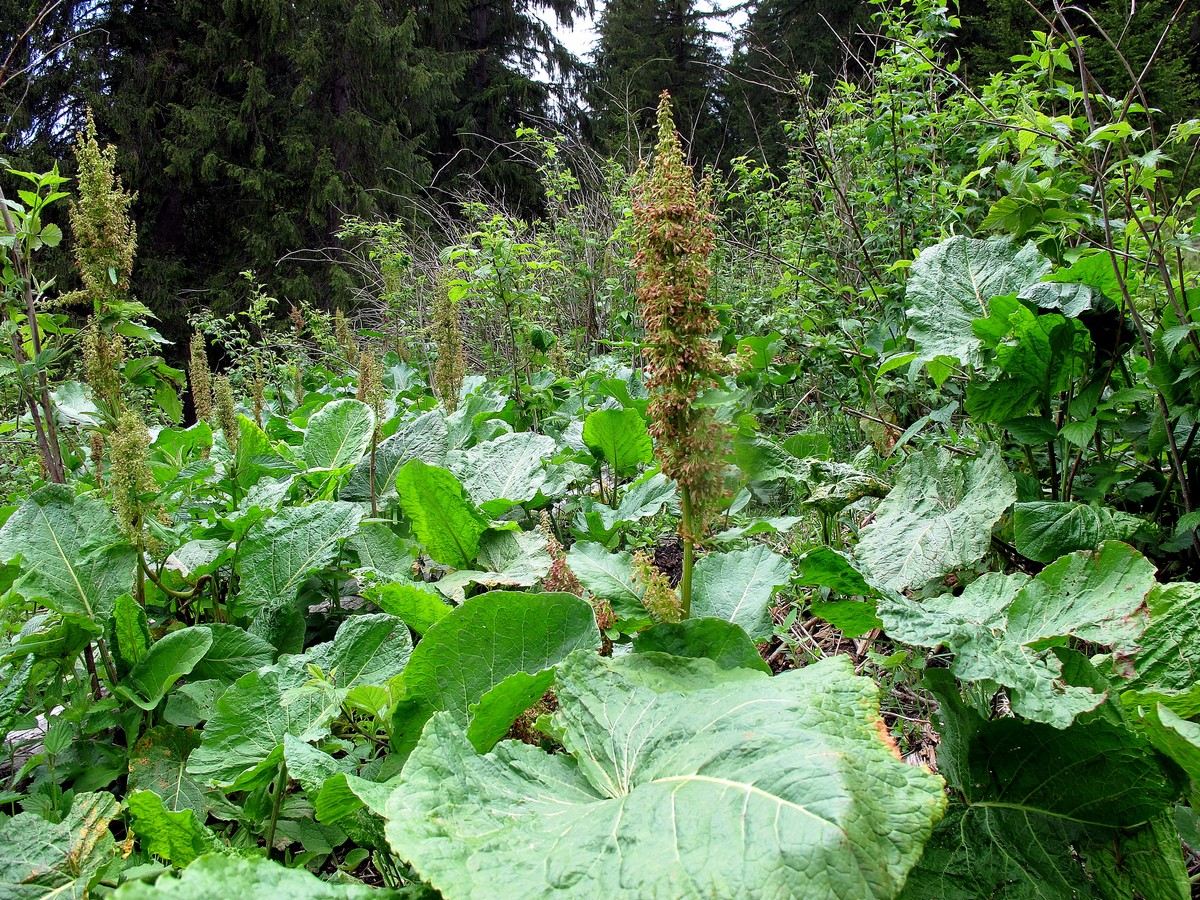 Изображение особи Rumex alpinus.