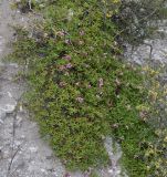 Putoria calabrica
