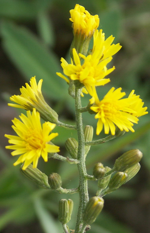 Изображение особи Crepis praemorsa.