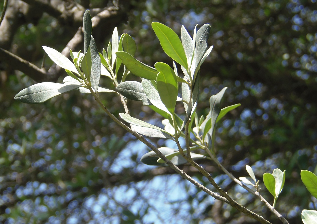 Image of Olea europaea specimen.