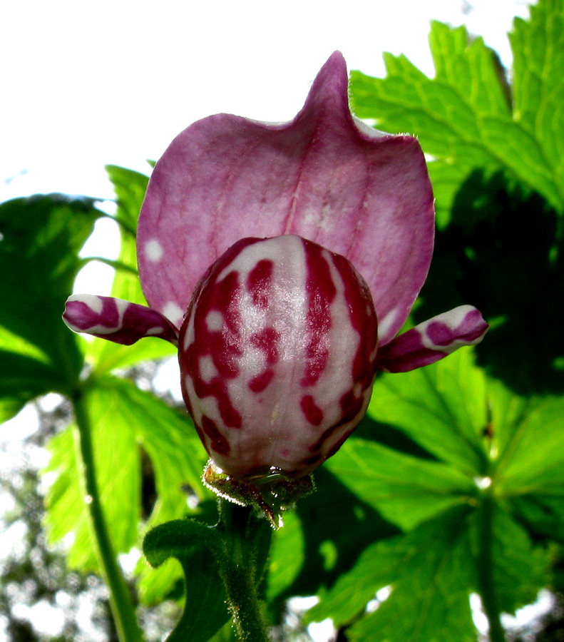 Image of Cypripedium guttatum specimen.