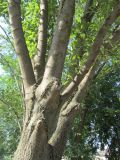 Fraxinus excelsior var. diversifolia