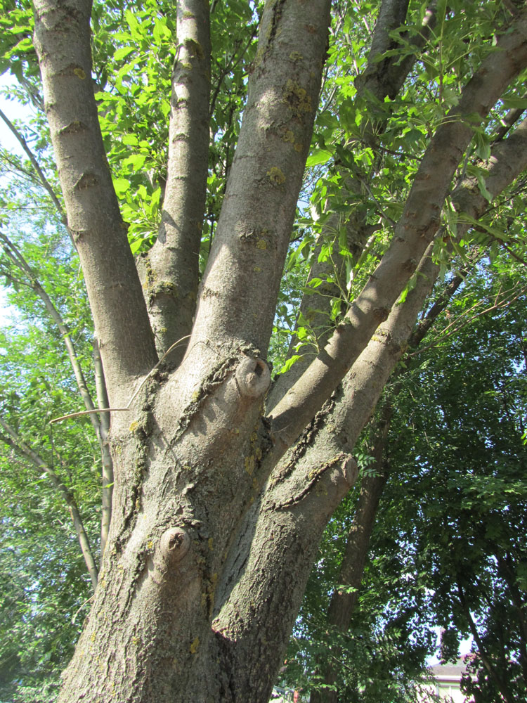 Image of Fraxinus excelsior var. diversifolia specimen.