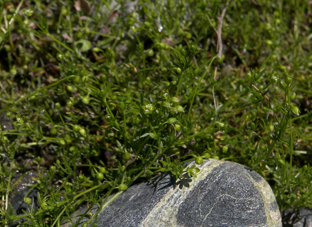 Image of Sagina procumbens specimen.