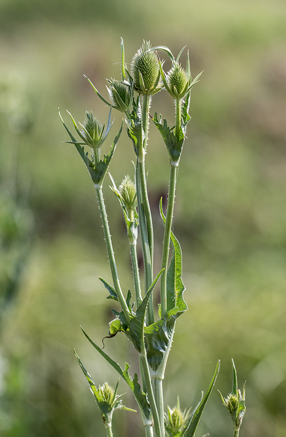 Image of Dipsacus laciniatus specimen.