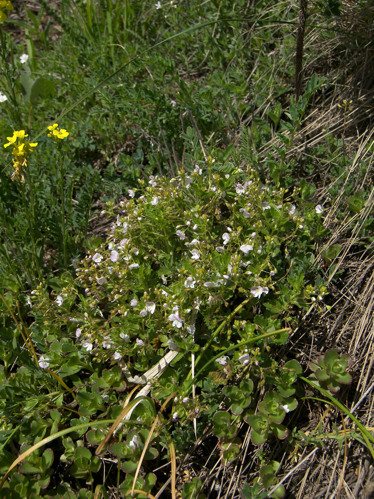 Image of Veronica peduncularis specimen.