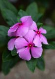 Catharanthus roseus