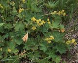 Alchemilla conglobata