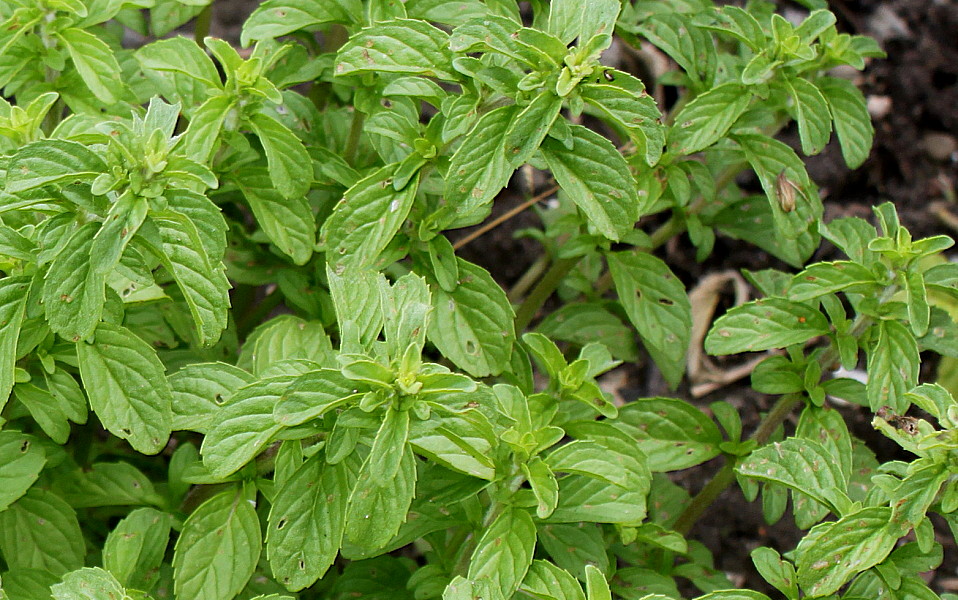 Image of Mentha pulegium specimen.