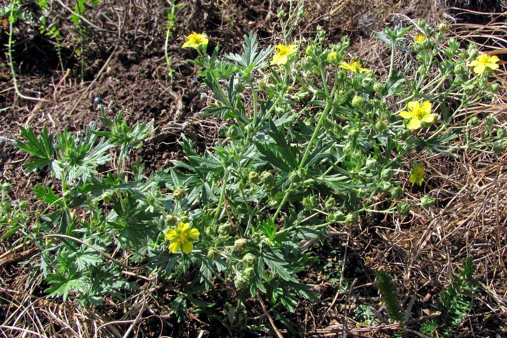 Image of Potentilla canescens specimen.