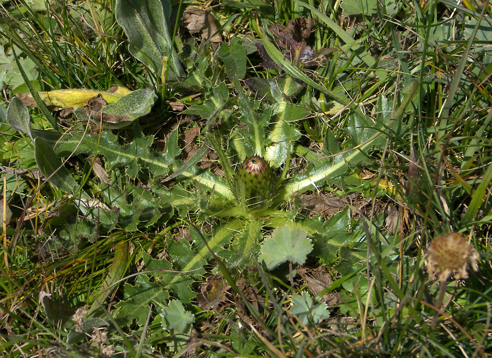 Изображение особи Cirsium rhizocephalum.