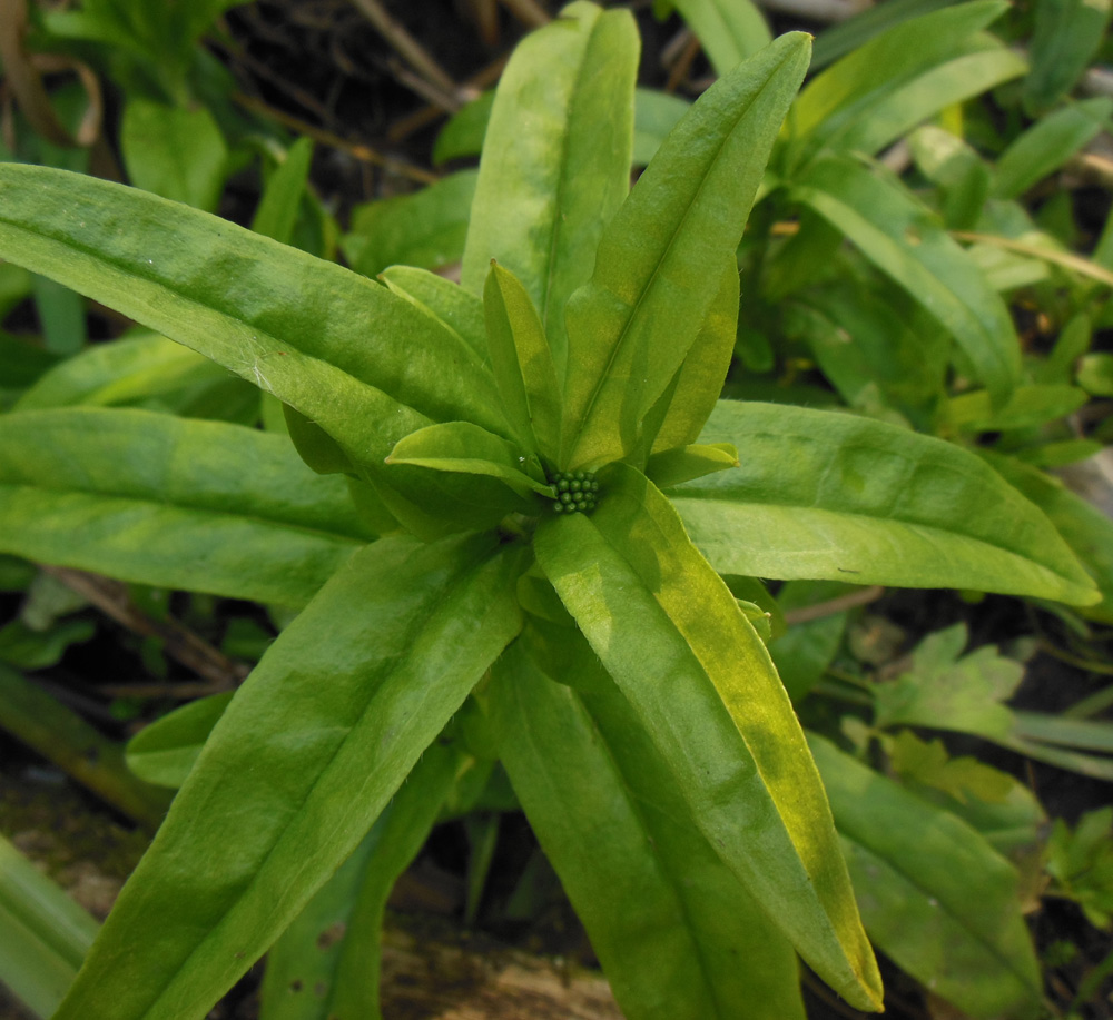 Image of Myosotis palustris specimen.