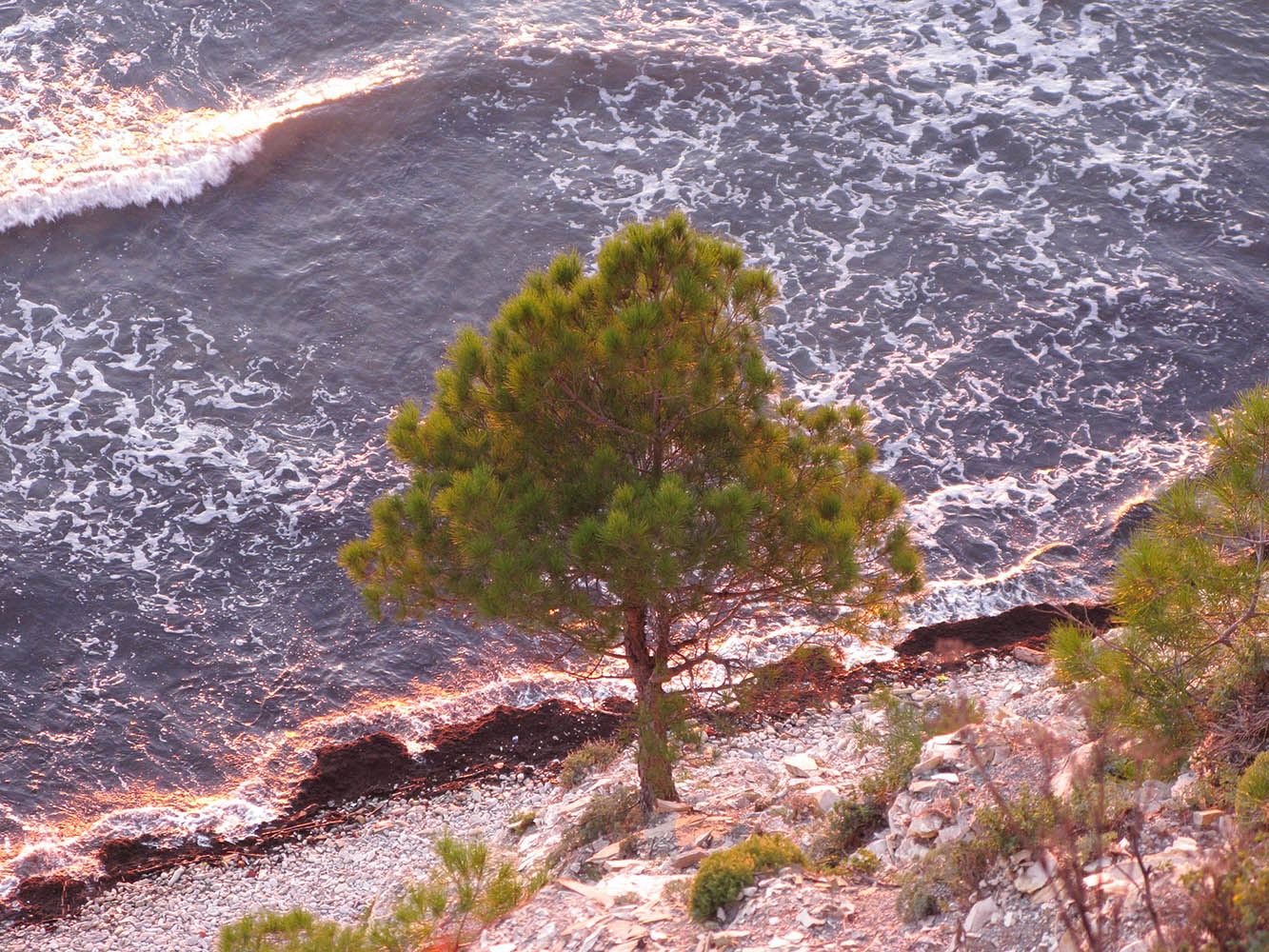 Image of Pinus pityusa specimen.