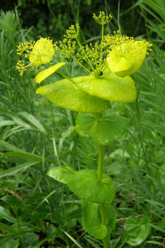 Изображение особи Smyrnium perfoliatum.