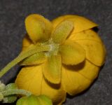 Senna artemisioides