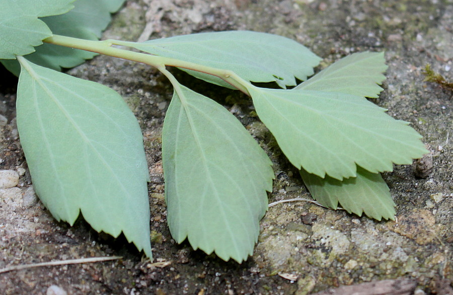 Image of Spiraea &times; vanhouttei specimen.