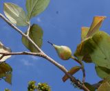 Stewartia monadelpha. Средняя часть ветки с невызревшим плодом. Германия, г. Дюссельдорф, Ботанический сад университета. 04.09.2013.