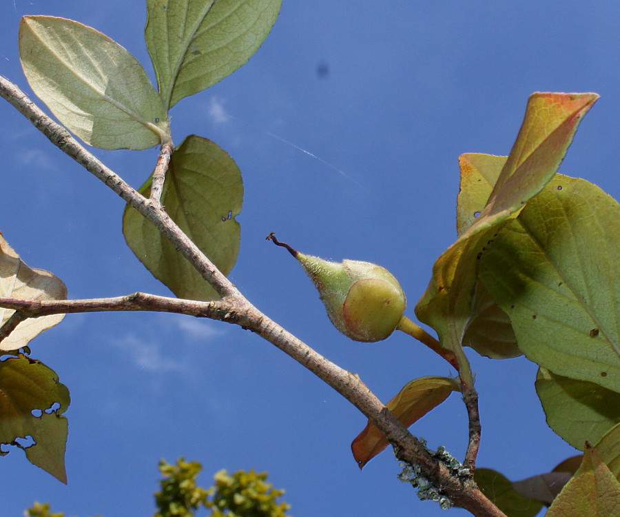 Изображение особи Stewartia monadelpha.