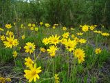 Arnica iljinii